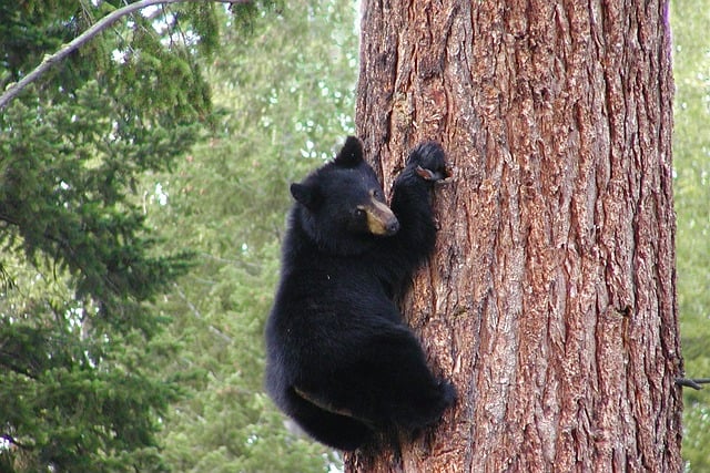 black bears illegally shot in Oregon