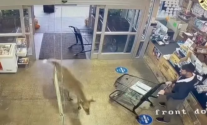 deer runs through Michigan pet supply store