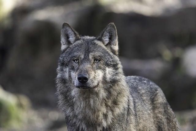 Gray Wolf Illegally Shot in Oregon, $5000 Reward for Information