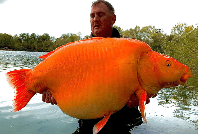world's largest goldfish caught in France