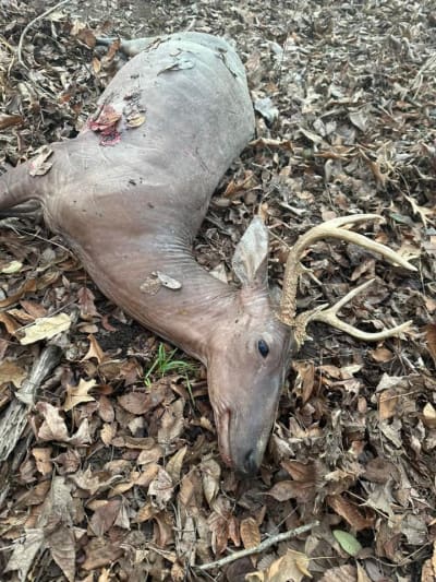 Hairless Deer Tagged in Illinois