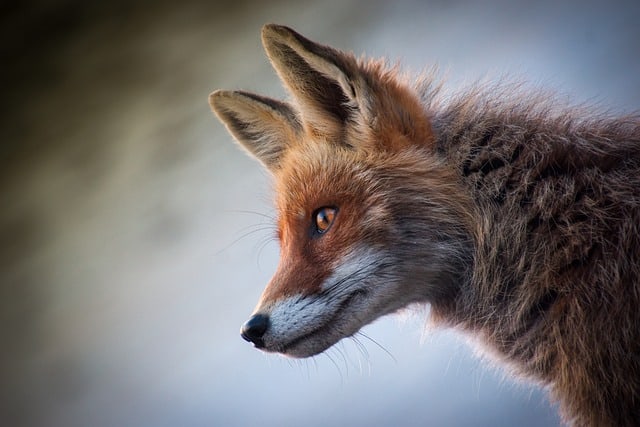 illegal fox hunt in England