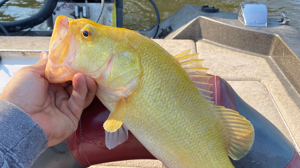 golden largemouth bass caught in Virginia river